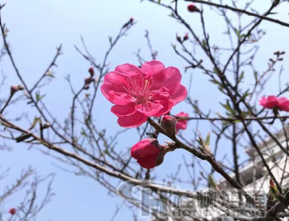 桂林鴻程磨機(jī)廠內(nèi)百花盛開