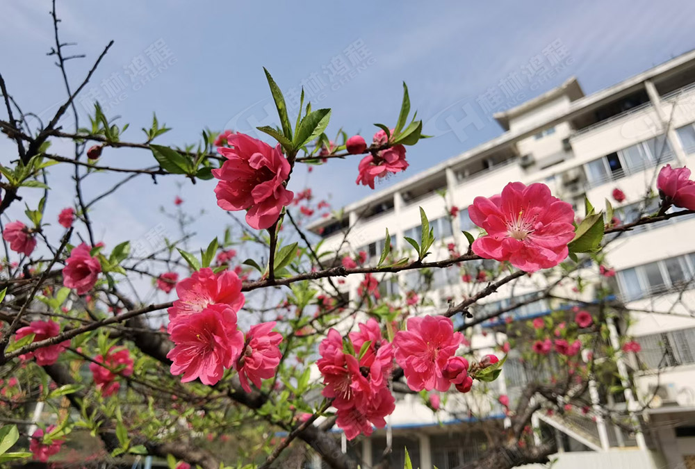 桂林鴻程花團(tuán)錦簇，滿園春色，邀您一起共賞春景，共商大計(jì)！